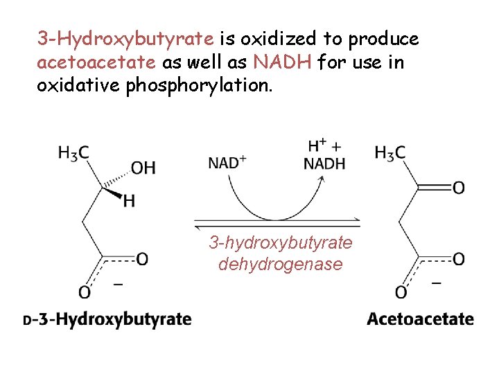 3 -Hydroxybutyrate is oxidized to produce acetoacetate as well as NADH for use in