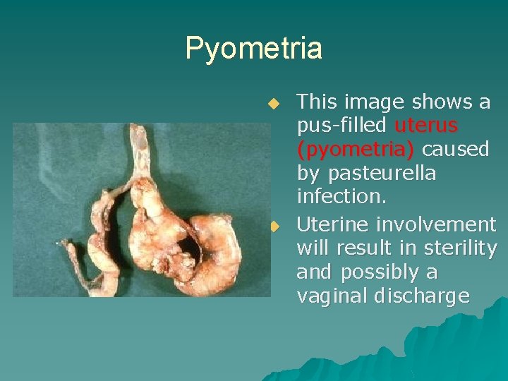 Pyometria ◆ ◆ This image shows a pus-filled uterus (pyometria) caused by pasteurella infection.
