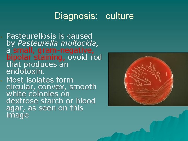 - - Diagnosis: culture Pasteurellosis is caused by Pasteurella multocida, a small, gram-negative, bipolar