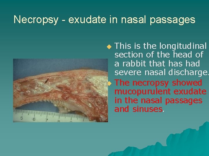 Necropsy - exudate in nasal passages This is the longitudinal section of the head