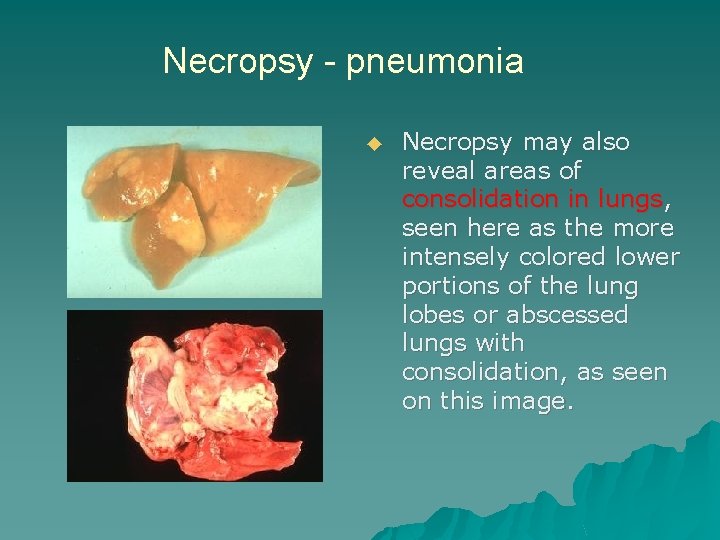 Necropsy - pneumonia ◆ Necropsy may also reveal areas of consolidation in lungs, seen