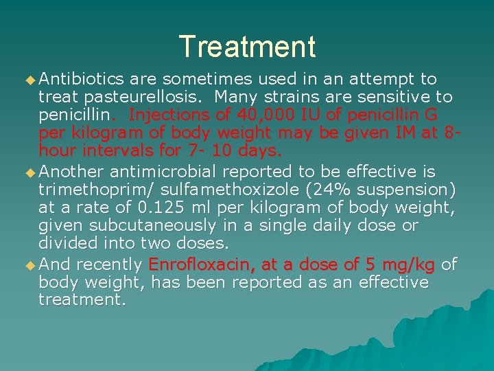 Treatment ◆ Antibiotics are sometimes used in an attempt to treat pasteurellosis. Many strains