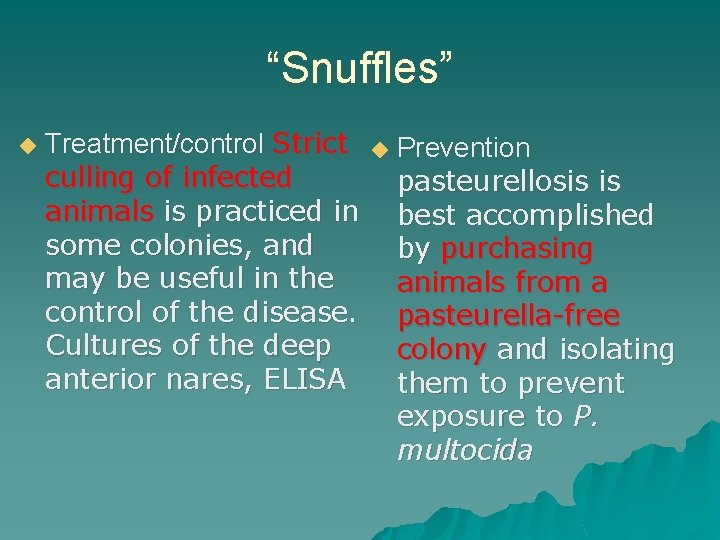 “Snuffles” ◆ Treatment/control Strict culling of infected animals is practiced in some colonies, and