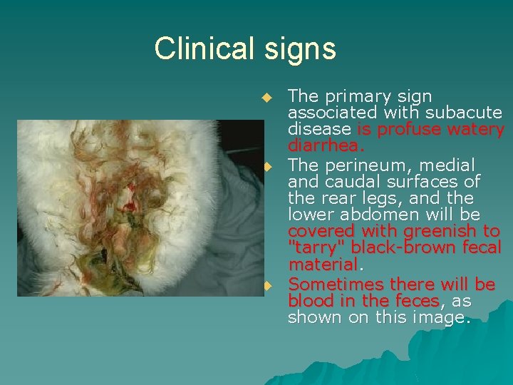 Clinical signs ◆ ◆ ◆ The primary sign associated with subacute disease is profuse