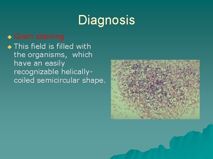 Diagnosis ◆ Gram staining ◆ This field is filled with the organisms, which have