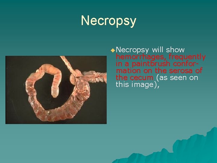 Necropsy ◆ Necropsy will show hemorrhages, frequently in a paintbrush conformation on the serosa