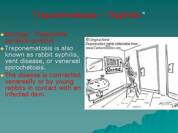 ◆ Etiology: Treponematosis – ”Syphilis “ Treponema paraluis-cuniculi ◆ Treponematosis is also known as