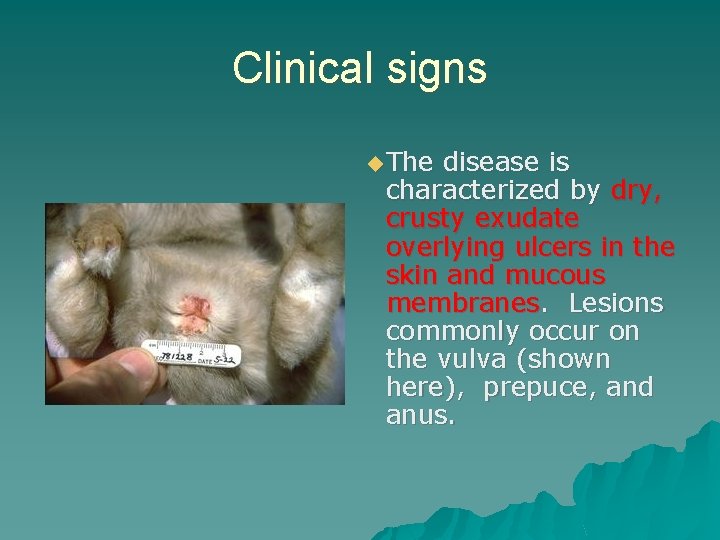 Clinical signs ◆ The disease is characterized by dry, crusty exudate overlying ulcers in