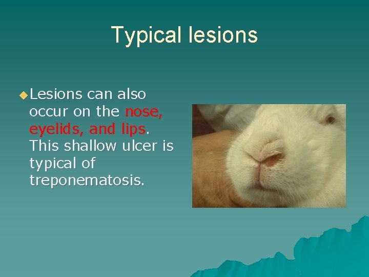 Typical lesions ◆ Lesions can also occur on the nose, eyelids, and lips. This