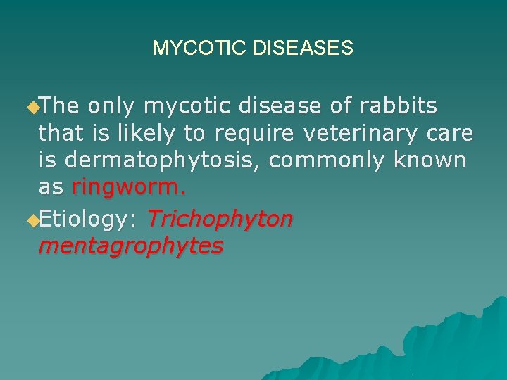 MYCOTIC DISEASES ◆The only mycotic disease of rabbits that is likely to require veterinary