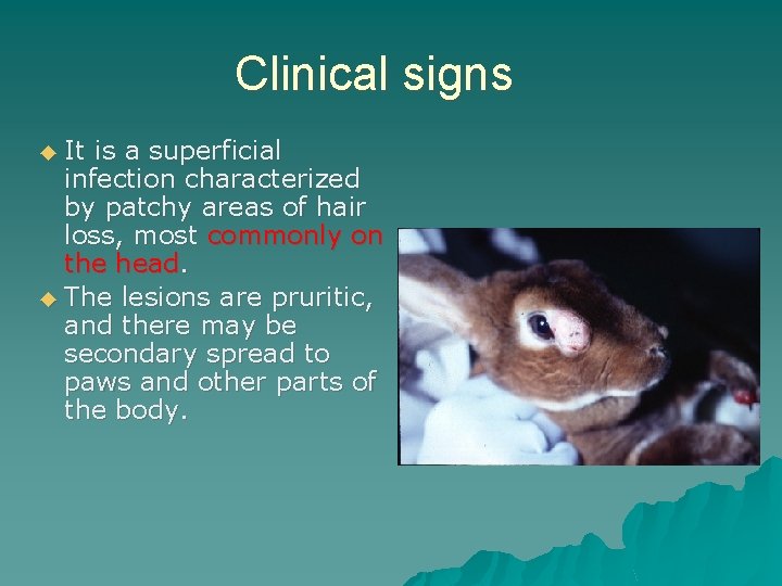 Clinical signs ◆ It is a superficial infection characterized by patchy areas of hair