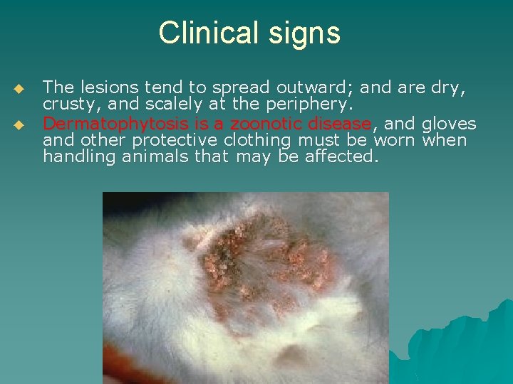 Clinical signs ◆ ◆ The lesions tend to spread outward; and are dry, crusty,