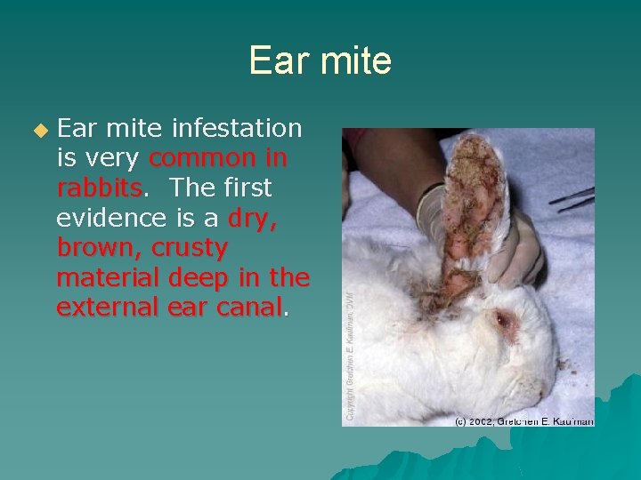 Ear mite ◆ Ear mite infestation is very common in rabbits. The first evidence