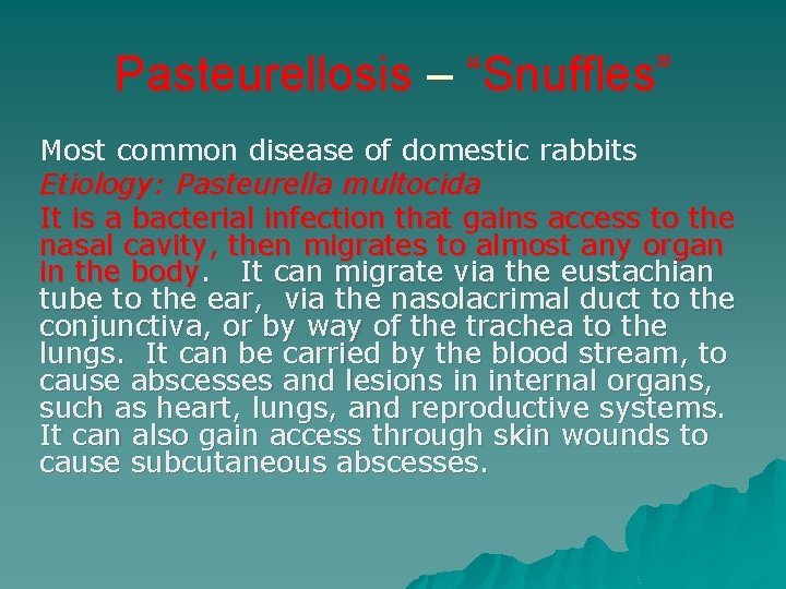 Pasteurellosis – “Snuffles” Most common disease of domestic rabbits Etiology: Pasteurella multocida It is