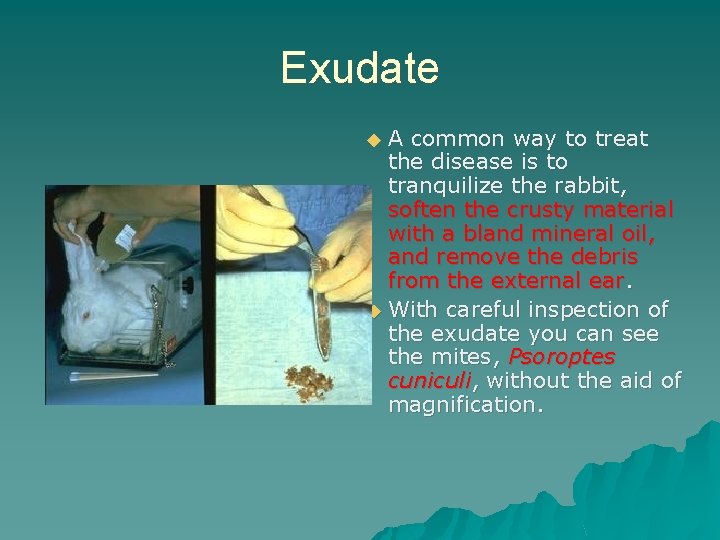 Exudate A common way to treat the disease is to tranquilize the rabbit, soften