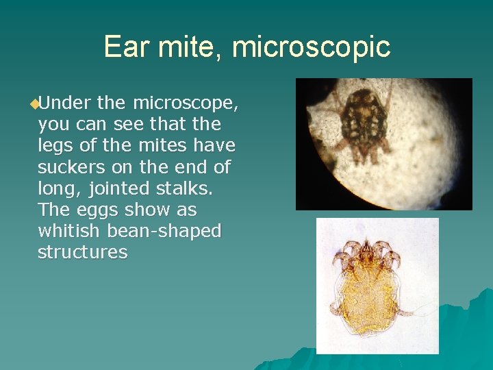 Ear mite, microscopic ◆Under the microscope, you can see that the legs of the