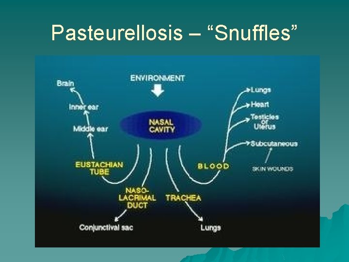 Pasteurellosis – “Snuffles” 