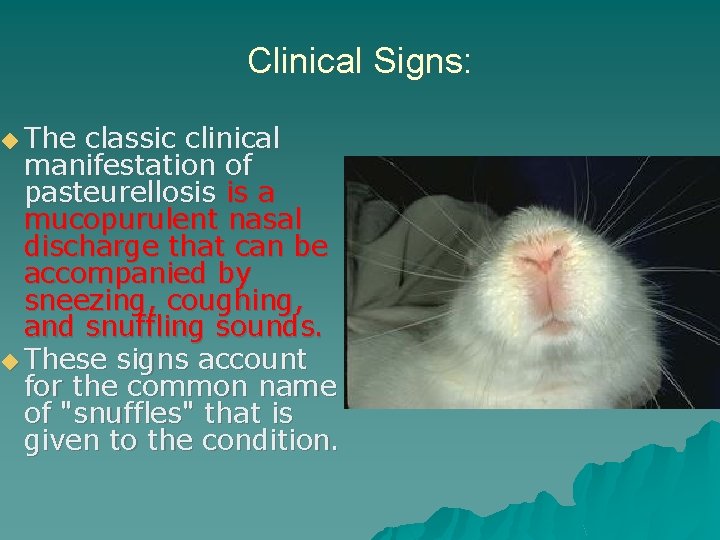 ◆ The Clinical Signs: classic clinical manifestation of pasteurellosis is a mucopurulent nasal discharge