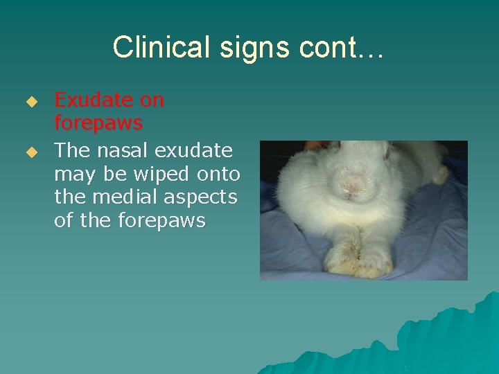 Clinical signs cont… ◆ ◆ Exudate on forepaws The nasal exudate may be wiped