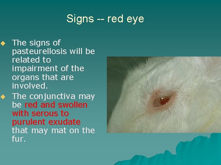 ◆ ◆ Signs -- red eye The signs of pasteurellosis will be related to