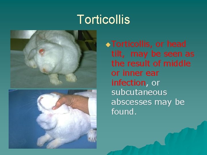 Torticollis ◆ Torticollis, or head tilt, may be seen as the result of middle
