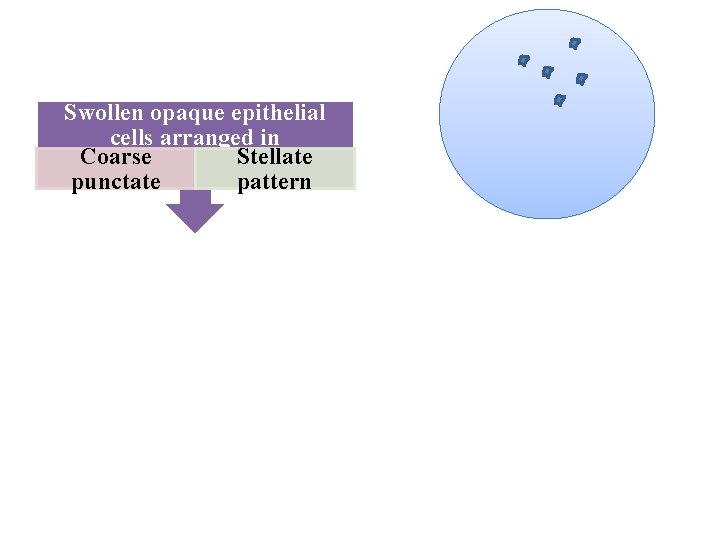 Swollen opaque epithelial cells arranged in Coarse Stellate punctate pattern Central desquamation a linear-branching