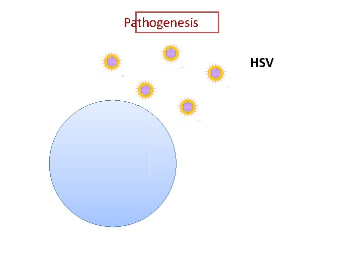 Pathogenesis HSV 