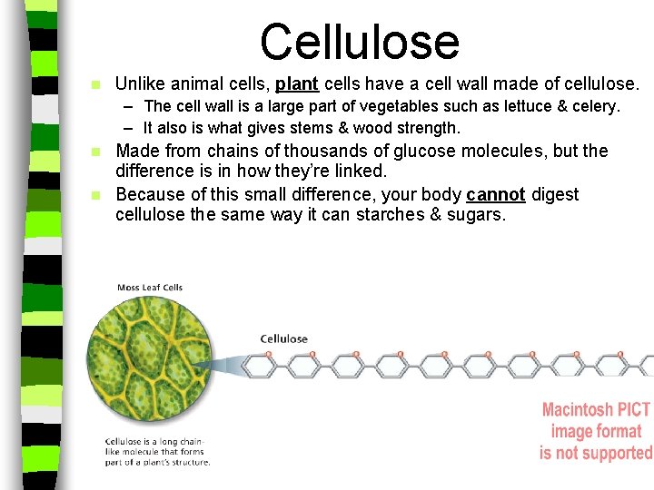 Cellulose n Unlike animal cells, plant cells have a cell wall made of cellulose.