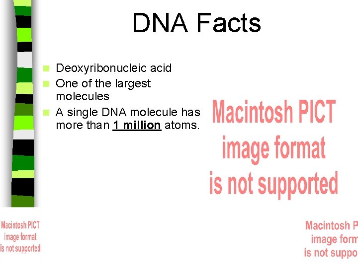 DNA Facts Deoxyribonucleic acid n One of the largest molecules n A single DNA