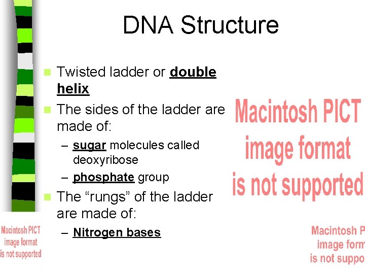 DNA Structure Twisted ladder or double helix n The sides of the ladder are
