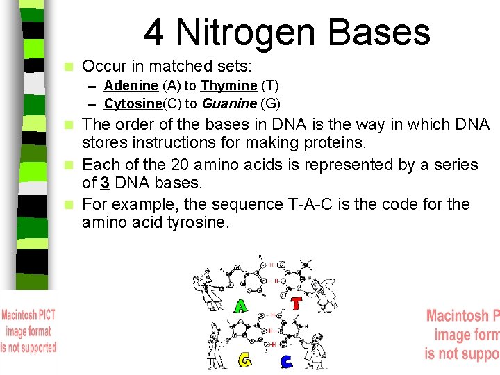 4 Nitrogen Bases n Occur in matched sets: – Adenine (A) to Thymine (T)
