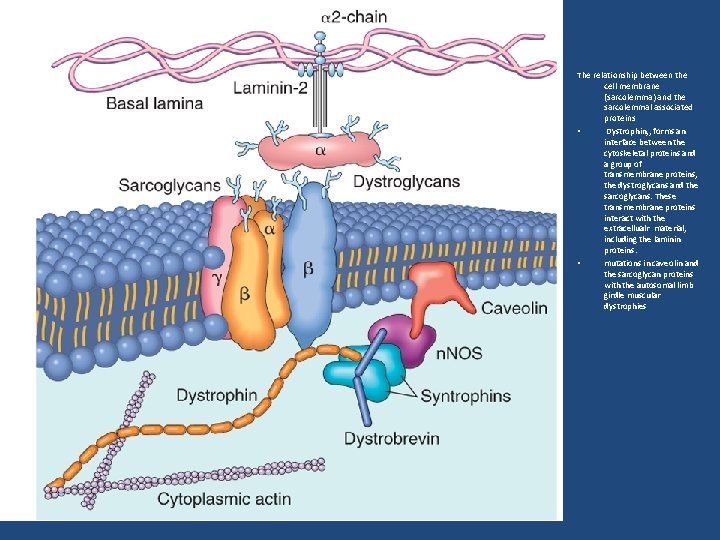 The relationship between the cell membrane (sarcolemma) and the sarcolemmal associated proteins • Dystrophin,