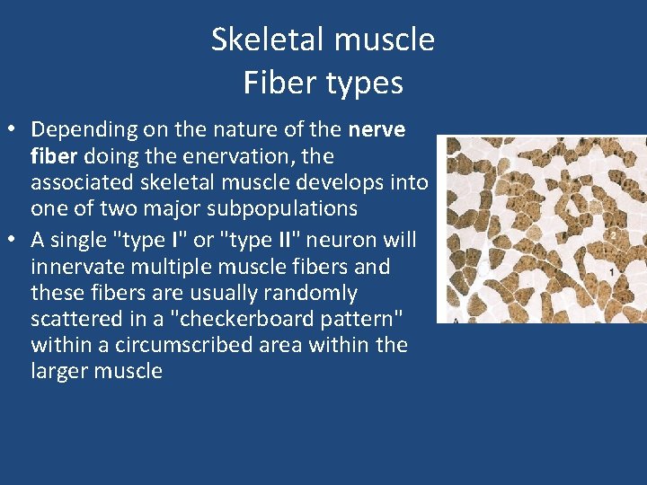 Skeletal muscle Fiber types • Depending on the nature of the nerve fiber doing