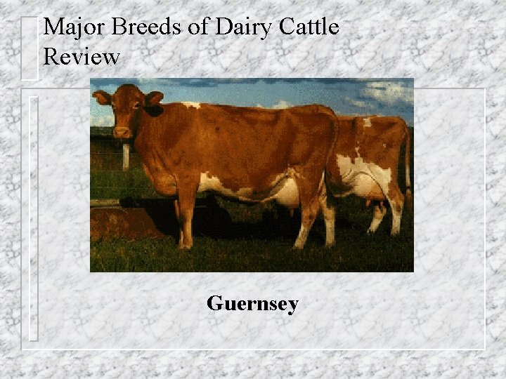 Major Breeds of Dairy Cattle Review Guernsey 