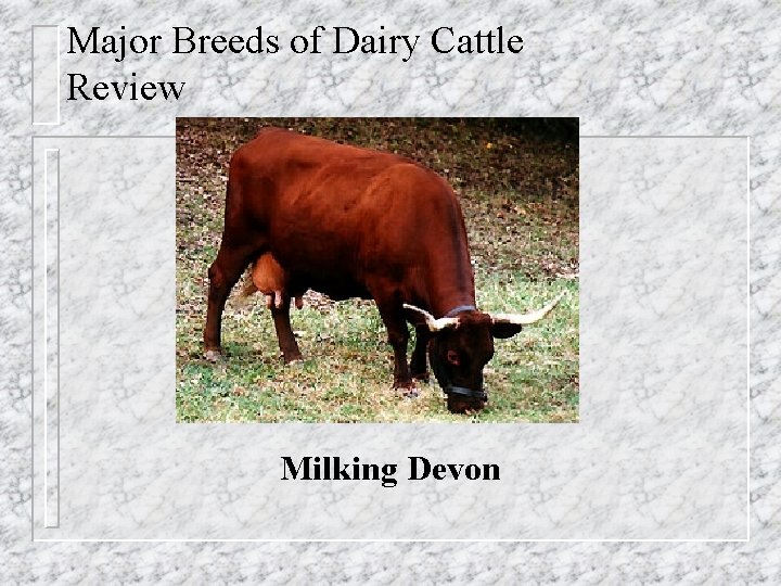 Major Breeds of Dairy Cattle Review Milking Devon 