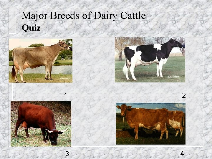 Major Breeds of Dairy Cattle Quiz 1 2 3 4 