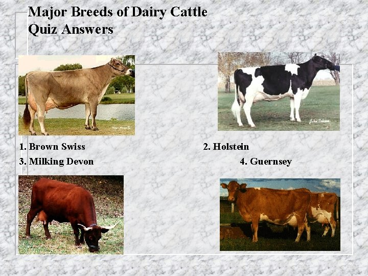 Major Breeds of Dairy Cattle Quiz Answers 1. Brown Swiss 3. Milking Devon 2.