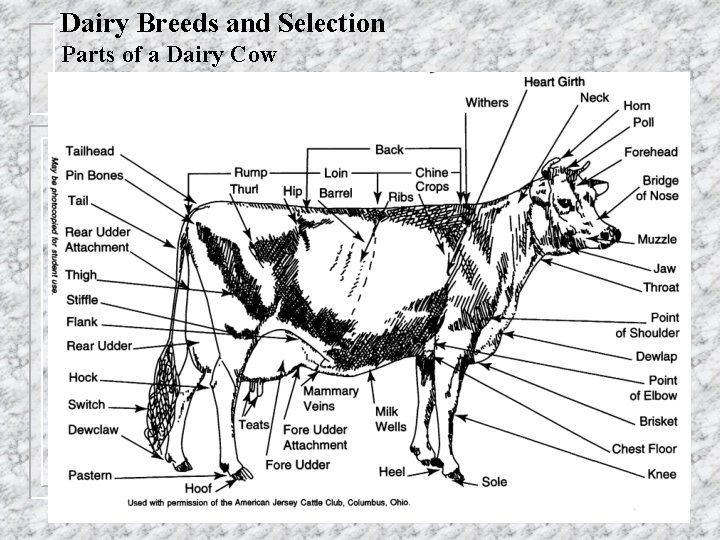 Dairy Breeds and Selection Parts of a Dairy Cow 