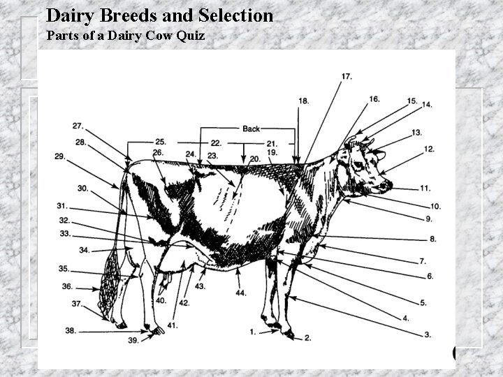 Dairy Breeds and Selection Parts of a Dairy Cow Quiz 