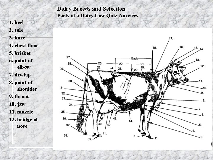 Dairy Breeds and Selection Parts of a Dairy Cow Quiz Answers 1. heel 2.