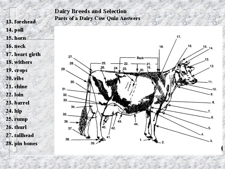 Dairy Breeds and Selection 13. forehead 14. poll 15. horn 16. neck 17. heart