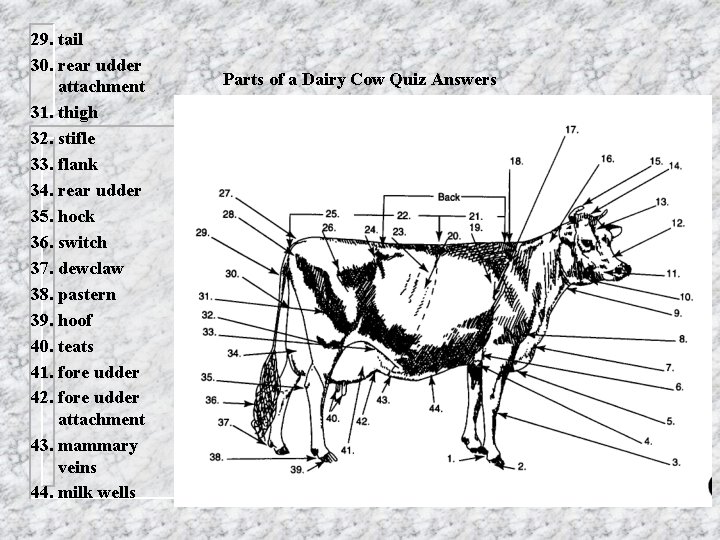 29. tail 30. rear udder attachment 31. thigh 32. stifle 33. flank 34. rear