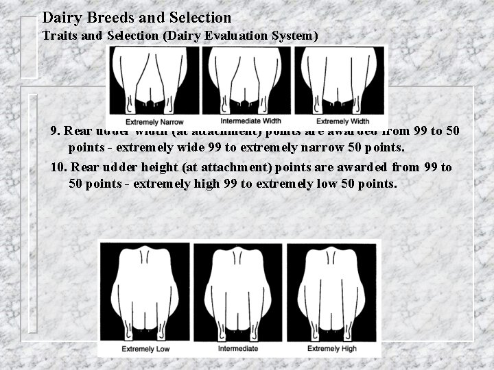 Dairy Breeds and Selection Traits and Selection (Dairy Evaluation System) 9. Rear udder width