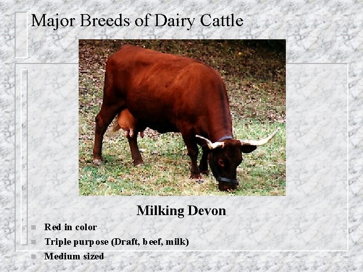Major Breeds of Dairy Cattle Milking Devon n Red in color Triple purpose (Draft,