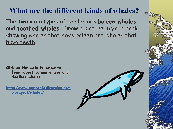 What are the different kinds of whales? The two main types of whales are