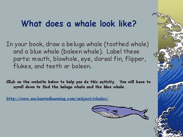What does a whale look like? In your book, draw a beluga whale (toothed