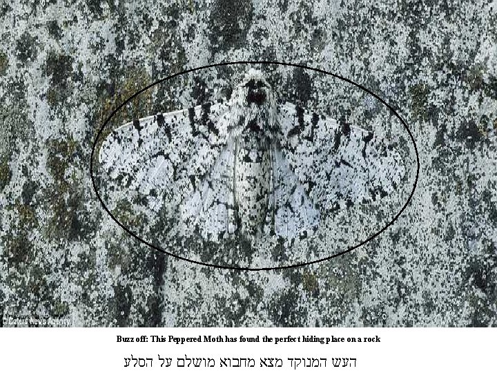 Buzz off: This Peppered Moth has found the perfect hiding place on a rock