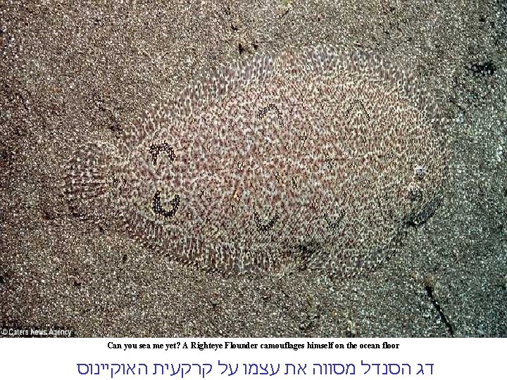 Can you sea me yet? A Righteye Flounder camouflages himself on the ocean floor