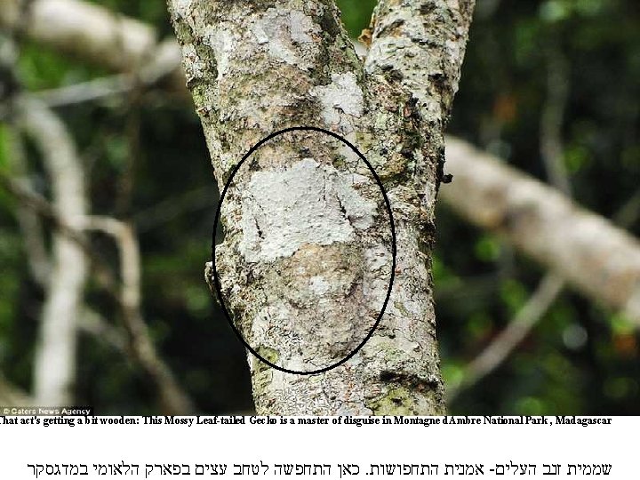 That act's getting a bit wooden: This Mossy Leaf-tailed Gecko is a master of