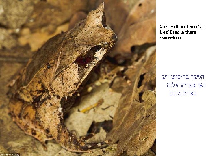 Stick with it: There's a Leaf Frog in there somewhere יש : המשך בחיפוש